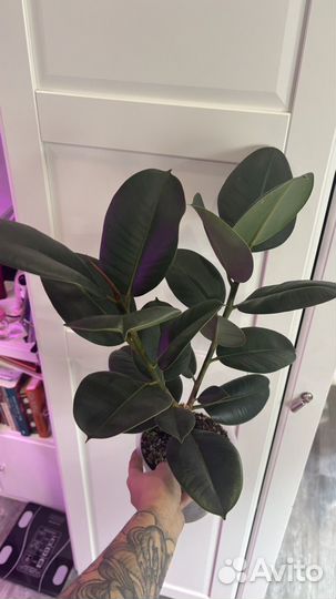 Фикус эластика робуста