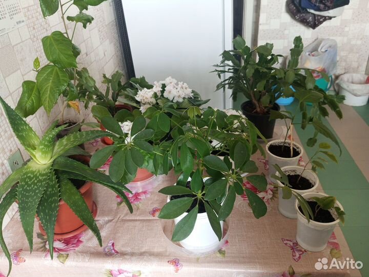 Комнатные цветы