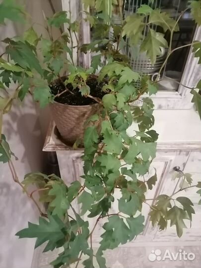 Циссус элен даника