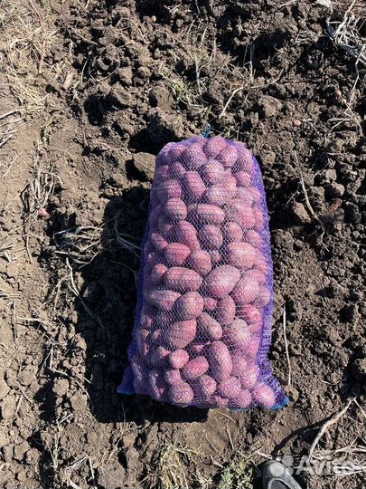 Картофель крупный