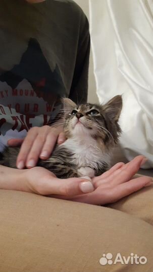 Котенок в добрые руки