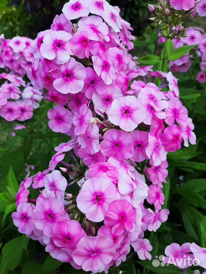 Флокс многолетний