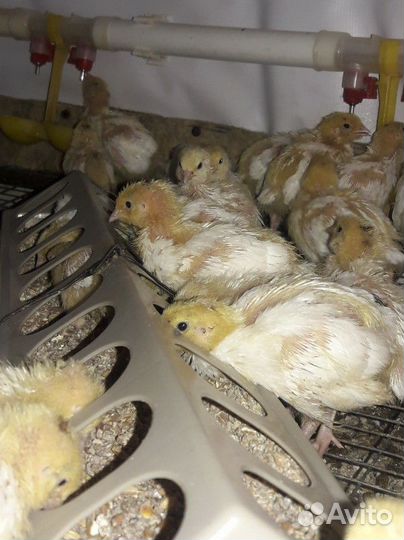 Перепела Техасцы и Фениксы Яйцо