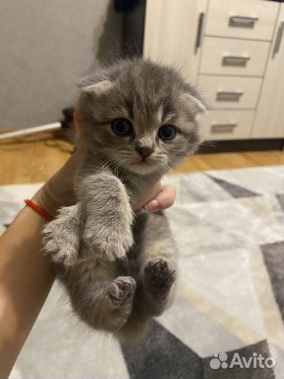 Шотландская