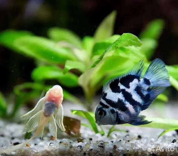 Голубая панда(Blue Panda)