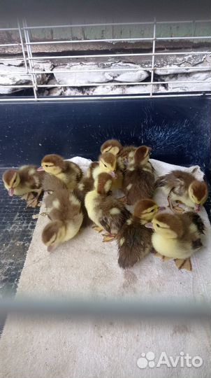 Утята суточные