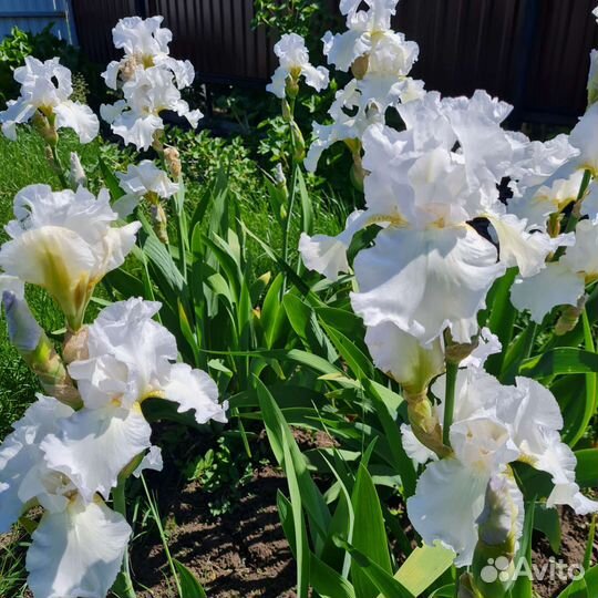 Ирисы сортовые