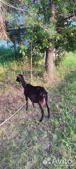 Козочка 50/50, козлята, кролики