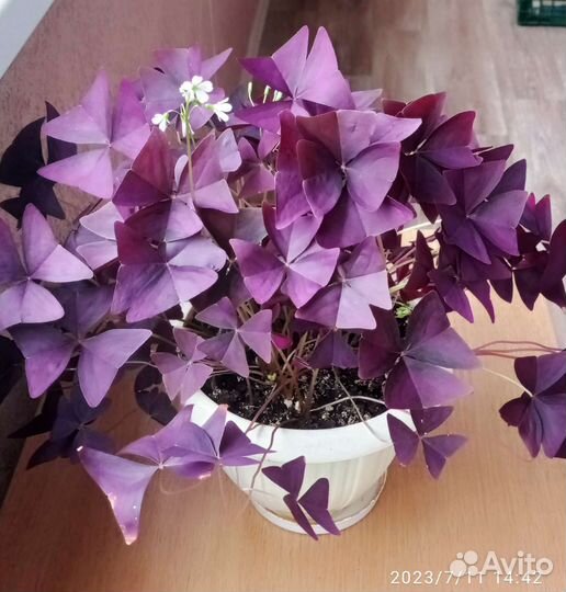 Кислица оксалис