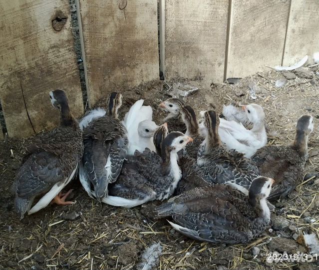 Цесарята яичного направления