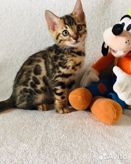 Продам бенгальских котиков