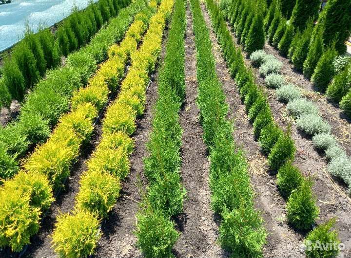 Можжевельники