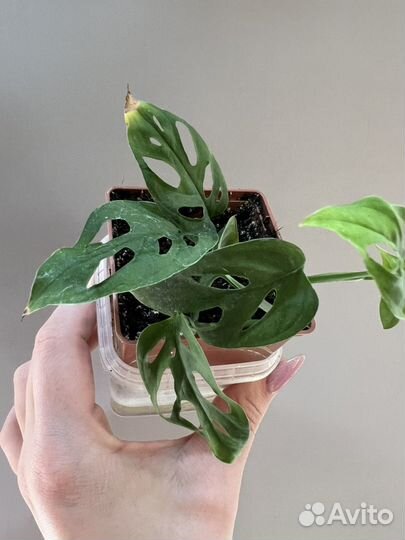 Монстера эскилето