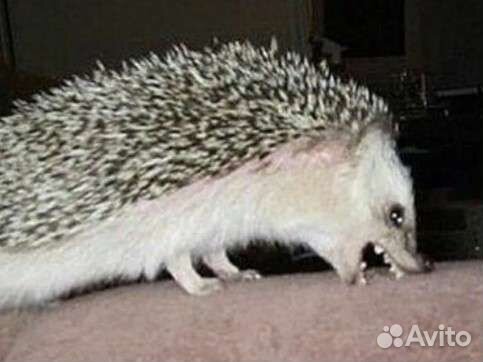 Гипер активный ёж