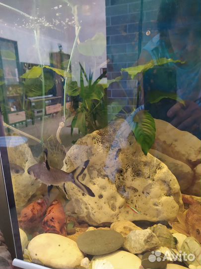 Аквариум с тумбой 200 литров, полный комплект