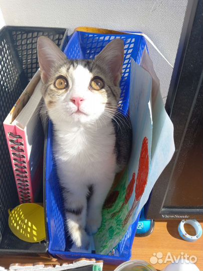 Кошка Пумба 4.5 мес. (стерил.)