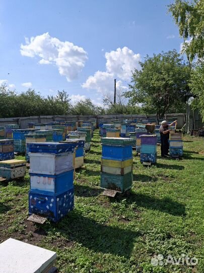 Пчелосемьи