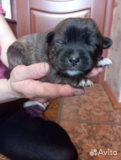 Щенки метисы акита ину