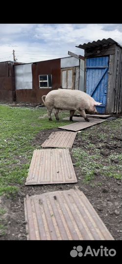 Хряк рабочий