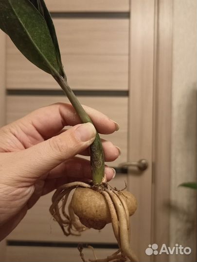 Хойи, замиокулькас Акебоно