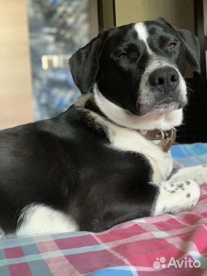 Отдам в добрые руки