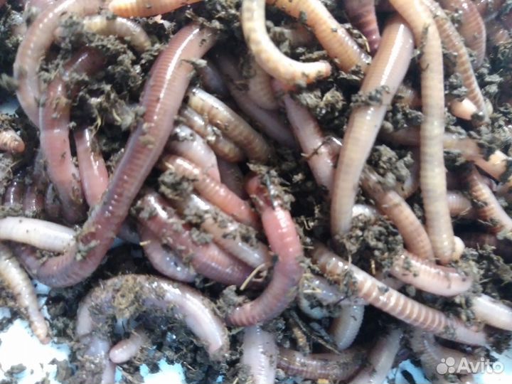 Черви Дендробена для серьезной рыбалки