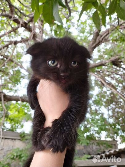 Отдам в хорошие руки котят