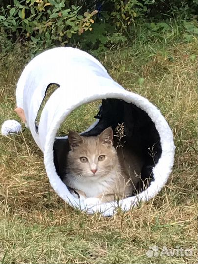 Кошка в дар