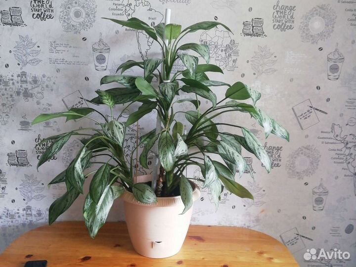 Комнатные растения