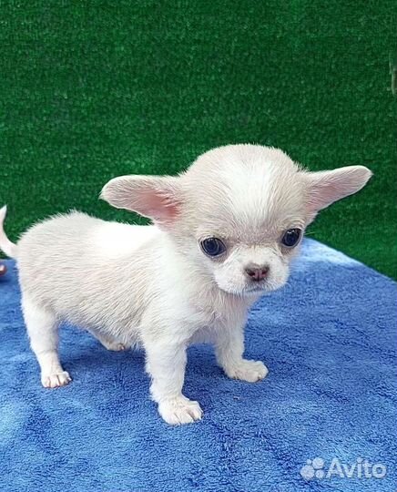 Чихуахуа супермини мальчик нежного окраса