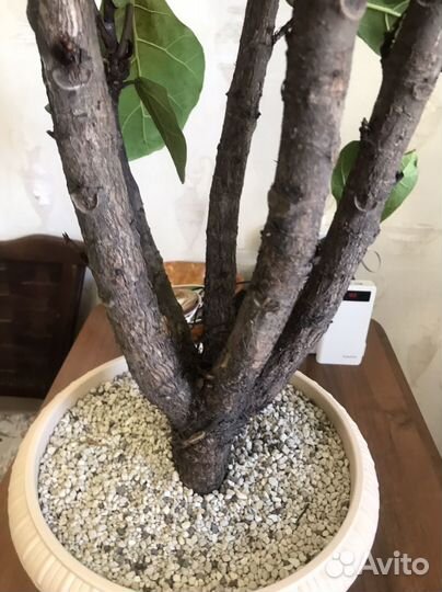 Фикус лировидный лирата