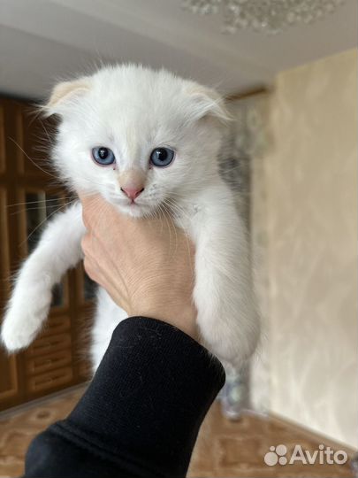 Котята в самые добрые ручки