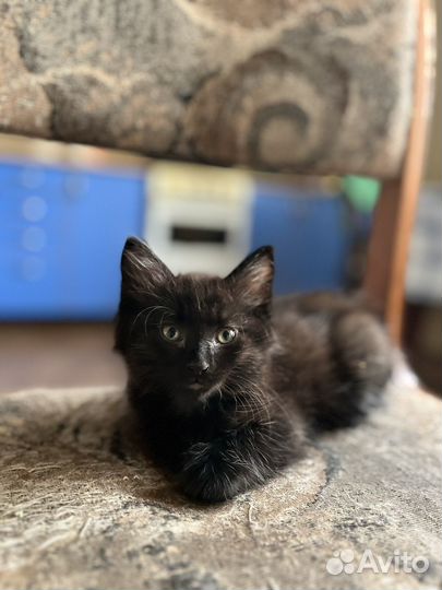 Кошка котенок черная