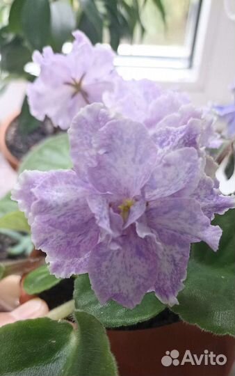 Листики фиалки сорта 