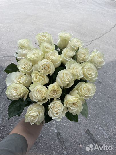 Розы эквадор премиум белые красные с доставкой