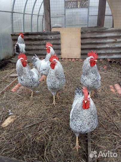 Петухи Борковкая Барвистая