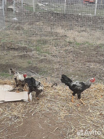 Бойцовские петухи