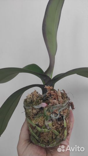 Орхидея фаленопсис бабочка Даймонд