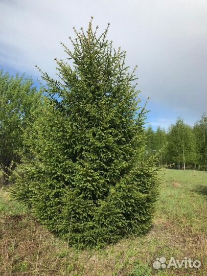 Ель обыкновенная Высота от 100см