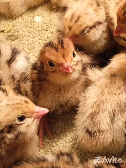 Бройлеры май, июнь, июль