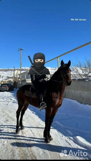 Карачаевский жеребец