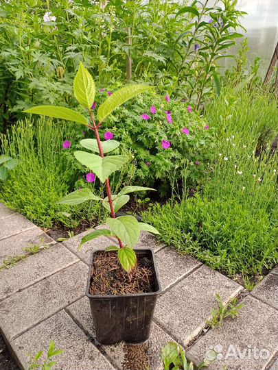 Гортензии Вимс Ред