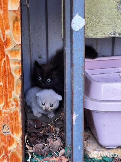 Кошка в дар бесплатно