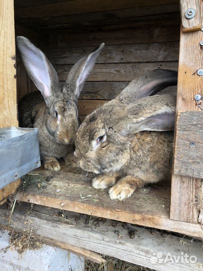 Кролики породы фландр