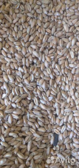 Корма для животных и птиц кукуруза комбикорм