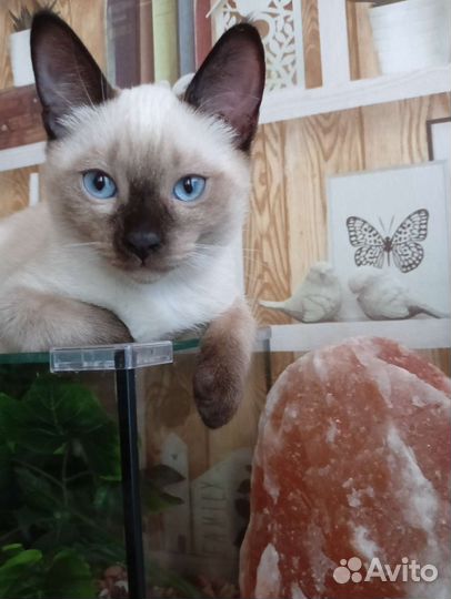 Тайские сиамские котята