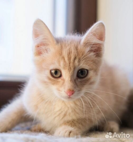 Супер красивые рыжики-персики-рысики ждут чуда