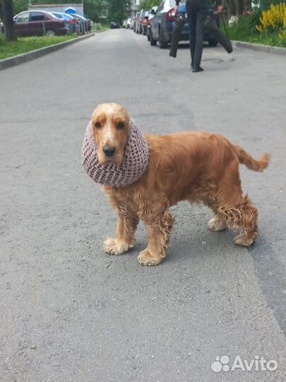 Снуд для собак