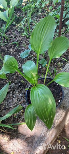 Хоста растение