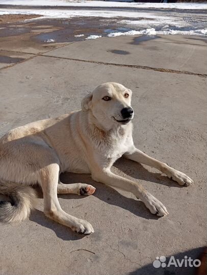 Отдам собаку